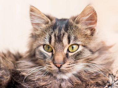 Genç çizgili kedi yakın çekim portresi