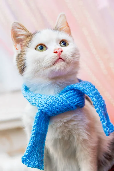 Gato Lenço Azul Escritório Olha Para Cima — Fotografia de Stock