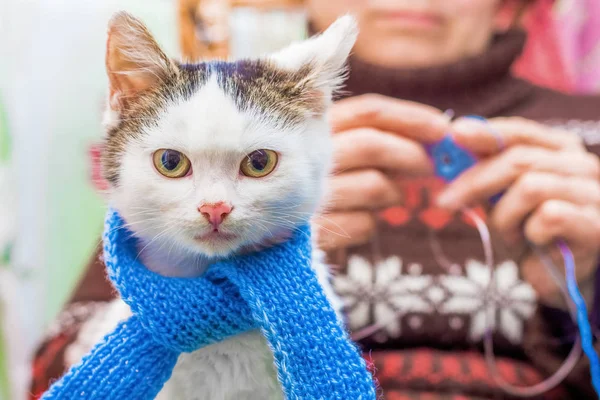 Gatinho Branco Lenço Azul Senta Nas Mãos Uma Mulher Que — Fotografia de Stock