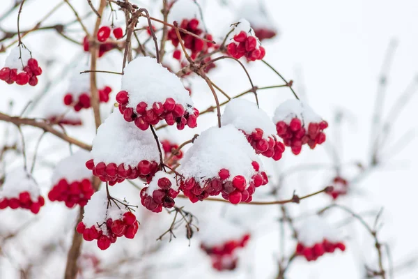 Lebiodka Czerwone Jagody Pokryte Śniegiem Opady Śniegu Ogrodzie — Zdjęcie stockowe