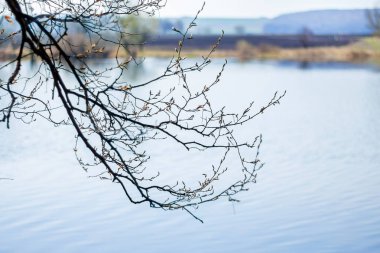 Ağaç Nehri erken bahar şube