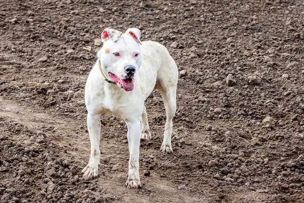 Perro Blanco Razas Pit Bull Campo Mientras Camina — Foto de Stock