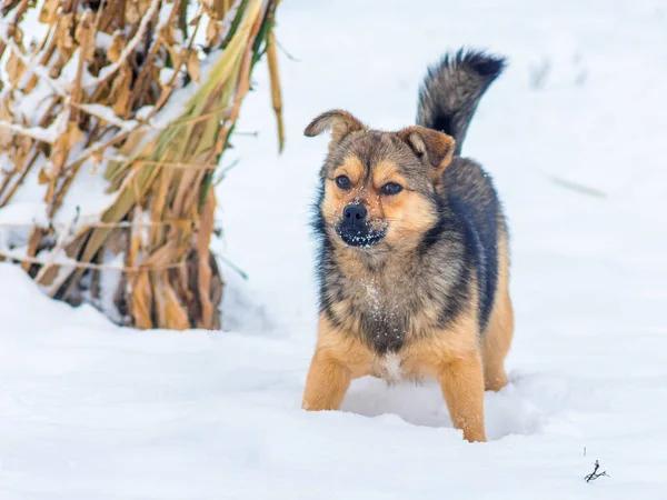 雪の中で小型犬を保護ファーム — ストック写真