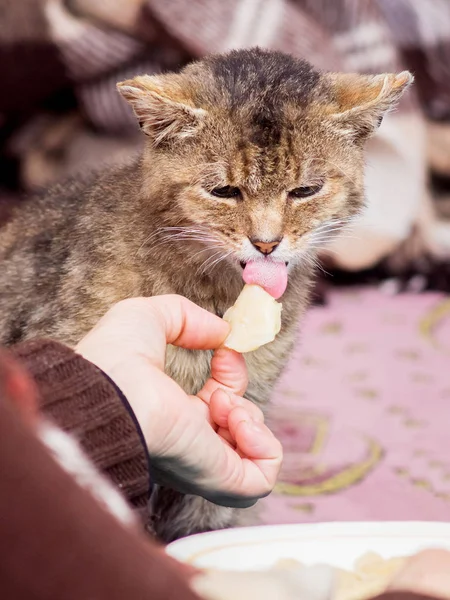 Gato Consome Comida Das Mãos Mulher Cuidar Animais — Fotografia de Stock