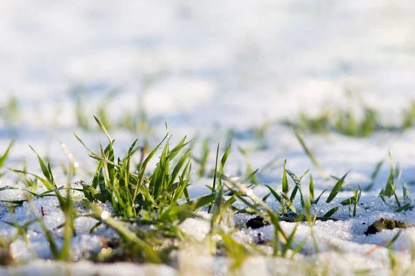 Hierba Verde Brota Través Nieve Día Invierno Soleado Día Soleado — Foto de Stock