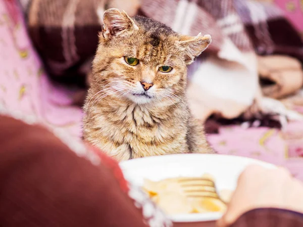 Кот Печально Смотрит Еду Потребляемую Хозяйкой — стоковое фото
