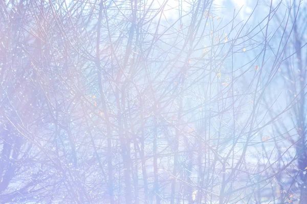 明亮的冬天背景与树的分支反对太阳 — 图库照片
