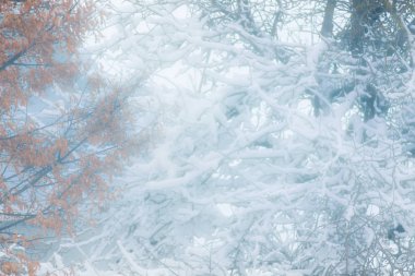 Kış için tasarım arka plan bulanık. Ağaçlar kar fırtınası sırasında