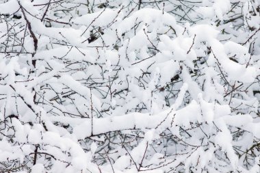 Kalın kar örtüsü altında bir ağaç dalları doku