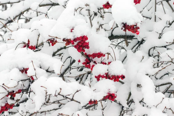 Jagody Guelder Rose Pod Pokrywą Śniegu Burza Śnieżna Zima — Zdjęcie stockowe