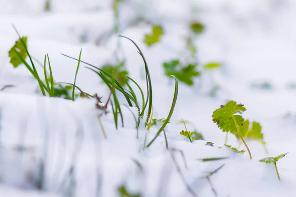 Hierba Verde Está Cubierta Nieve Primera Nieve Primavera Brota Hierba — Foto de Stock