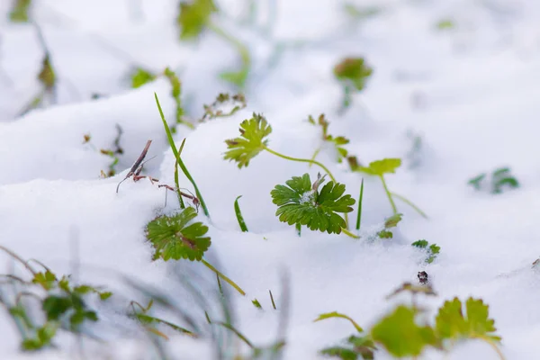 Hierba Verde Está Cubierta Nieve Primera Nieve Primavera Brota Hierba — Foto de Stock