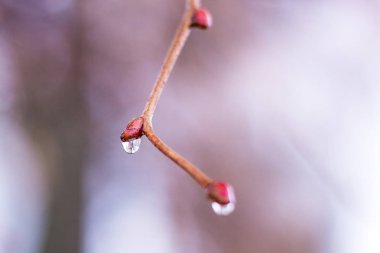 Ağaç bahar dalları üzerinde yağmur damlaları