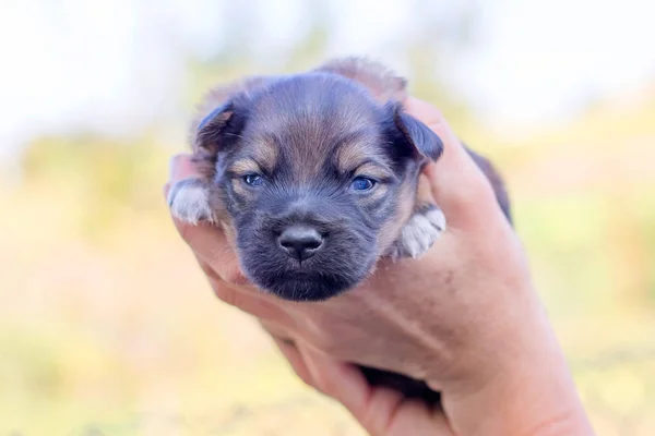 春緑の背景に生まれたての子犬を保持している女性 動物の世話 — ストック写真