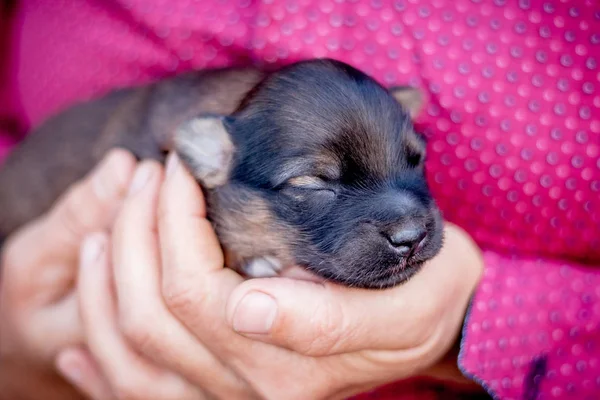 女性は 彼女の手で生まれたての子犬を保持します 動物の世話 — ストック写真