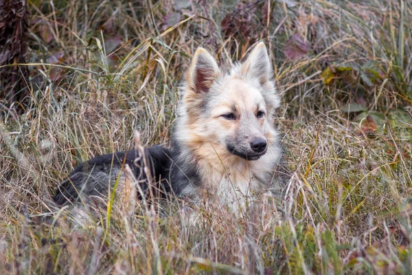 Obdachloser Junger Wildhund Grasgestrüpp — Stockfoto