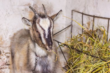 Saman yiyen keçi portresi. Damızlık keçi çiftliği