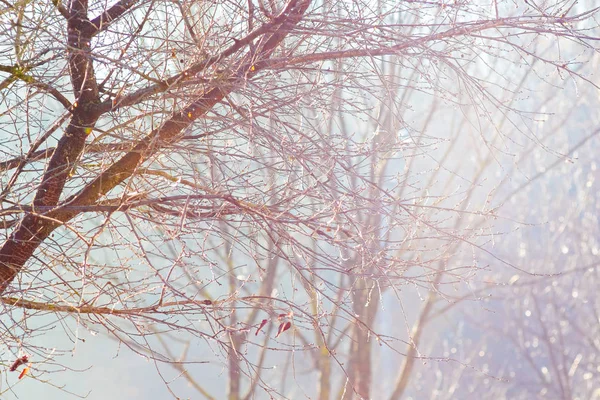 Ağaçları Kış Açık Güneşli Bir Günde Bahçe Veya Erken Bahar — Stok fotoğraf