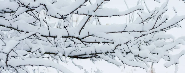 Ágak Fák Hóval Panoráma Háttér Tervezési — Stock Fotó