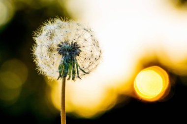Gün batımı sırasında alanındaki tohumları ile çiçek karahindiba
