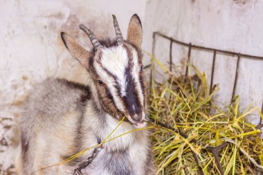 Genç bir keçi bir ahır saman, portre yakın çekim yiyor