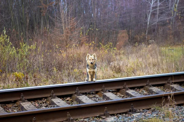 Cão Está Parado Ferrovia Esperando Por Seu Mestre — Fotografia de Stock