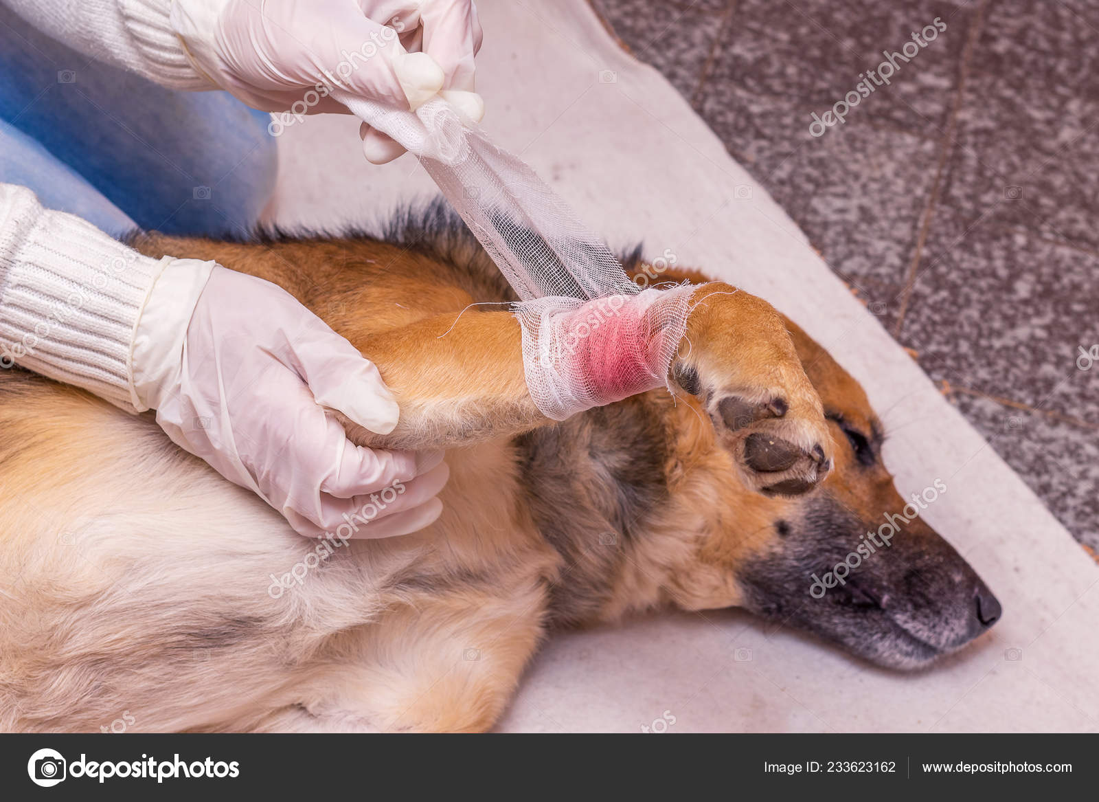 Providing Medical Care Wounded Dog Veterinarian Imposes Bandage Dog S Leg Stock Photo By C Mvolodymyr 233623162
