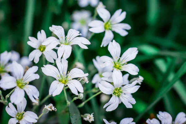 Kleine Schöne Weiße Blüten Der Zigeunerin Frühlingsblumen Wald — Stockfoto