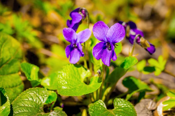 Blüten Von Veilchen Wald Einem Klaren Sonnigen Frühlingstag — Stockfoto