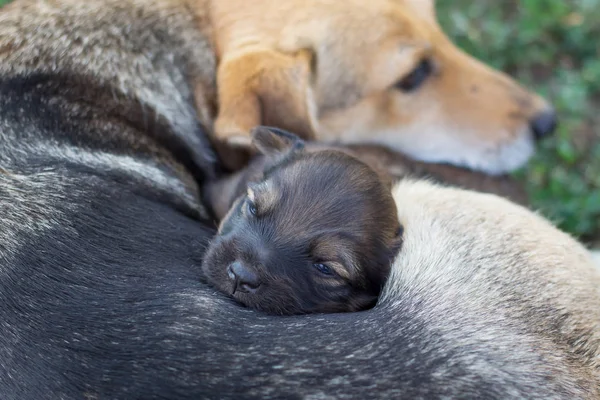 Cachorrinho Recém Nascido Perto Sua Mãe Cuidar Dos Mais Pequenos — Fotografia de Stock