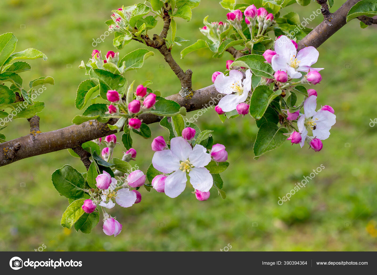 Branch Apple Trees Flowers