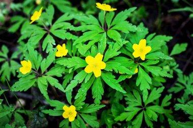 Bahar ormanındaki sarı şakayık çiçekleri kapatın