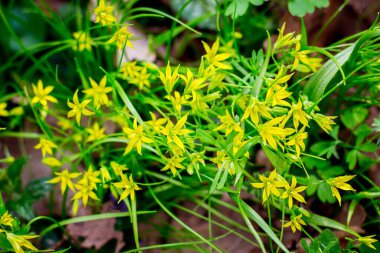 Sarı bahar çiçeklerinin arka planı. Ormandaki ilk bahar çiçekleri