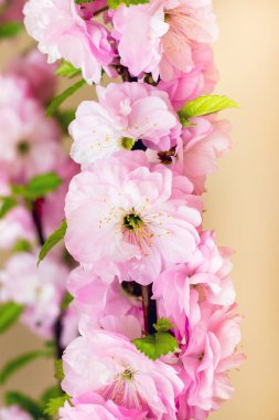 Açık arkaplanda Japon kirazının pembe çiçekleri. Dikey Resim