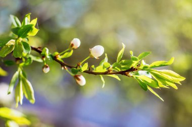 Kiraz tomurcuklu dal. Ağaçlar çiçek açmaya başlar.