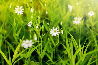 Bahar ormanındaki ilk beyaz çiçekler. Yeşilliğin arka planına karşı beyaz çiçekler