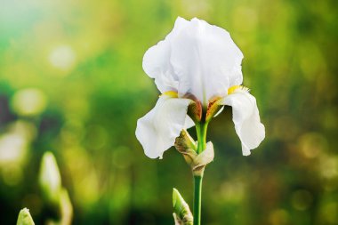Parlak yeşil arka planda beyaz süsen çiçeği