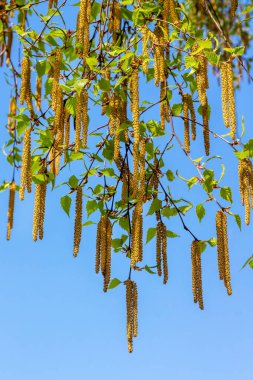 Huş ağacı küpeleri güneşli bir bahar gününde mavi gökyüzünün arka planında asılı durur.