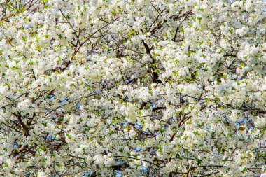 Çiçeklerin arka planı kirazlıdır. Bol kiraz çiçekleri.