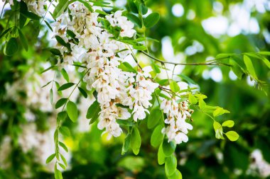 Çiçek açarken akasya ağacı. Beyaz akasya çiçekleri