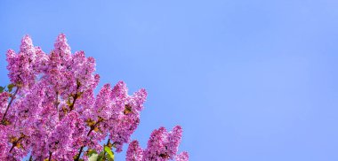 Mavi gökyüzünün arka planında mor leylak çiçekleri. Boşluğu kopyala