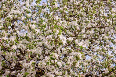 Çiçeklerin arkaplanı elma. Elma ağacı çiçek açıyor.
