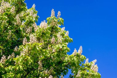 Kestanenin beyaz çiçekleri mavi gökyüzünün arka planında. Kestane çiçeği. Boşluğu kopyala