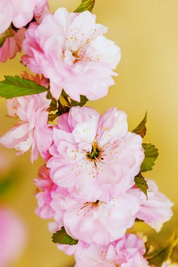 Sakura çiçekleri, Japon kirazı, hafif arka planda.