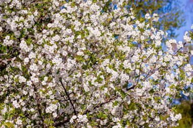 Kiraz çiçeklerinin arka planı. Çiçek açan kiraz