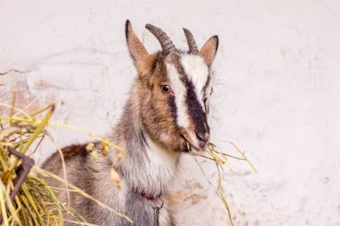 Ahırdaki keçi saman yiyor. Çiftleşen hayvanlar