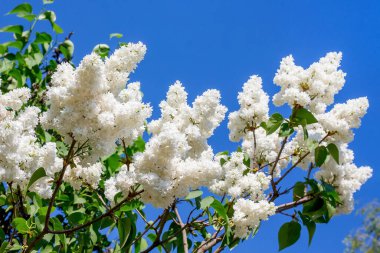 Güneşli bir günde mavi gökyüzünün arka planında beyaz leylak