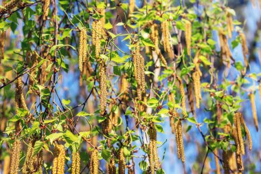 Huş ağacından yapılmış küpelerin arka planı. Çiçek açma döneminde huş ağacı