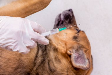 Veteriner hasta bir köpeği enjekte etmeye hazırlanıyor. Hayvanlara Bakım