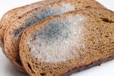 Küflü bayat ekmek dilimleri. Bozulmuş ürünler